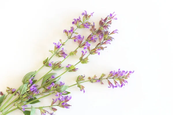 Gyógynövény Salvia officinalis izolált fehér alapon. A növényt nemcsak gyógynövényként, hanem fűszerként is használják. Az egészséges táplálkozás fogalma. — Stock Fotó