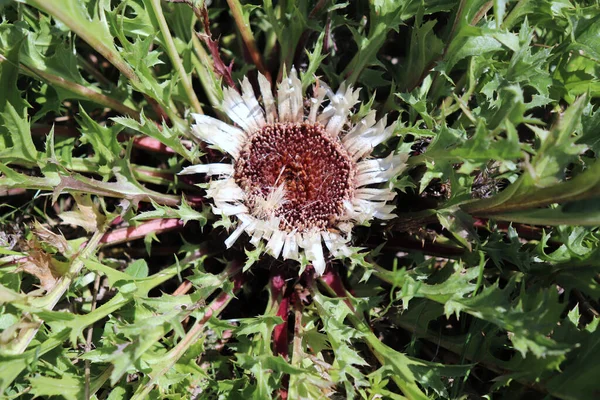 Carlina acaulis, o cardo de plata que crece en la naturaleza. Es una hierba perenne. Contiene aceite esencial con efecto antibacteriano. Carlina acaulis fue una vez una droga famosa y se cultivó en jardines monásticos. . — Foto de Stock