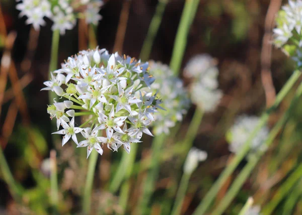 ニラ ニラの白い花のクローズ アップ。有機性庭のハーブの薬用植物。背景をぼかした写真. — ストック写真