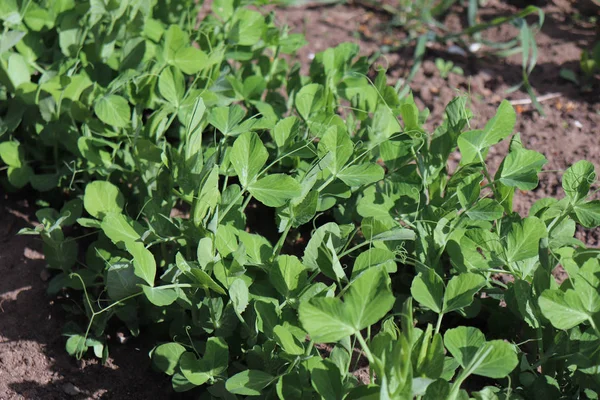 Brotes jóvenes de verduras verdes peas.Cultivo de guisantes verdes. Pisum sativum es una planta anual con alto contenido de fibra, proteína, vitamina A, vitamina B6, vitamina C, vitamina K, fósforo y magnesio . — Foto de Stock