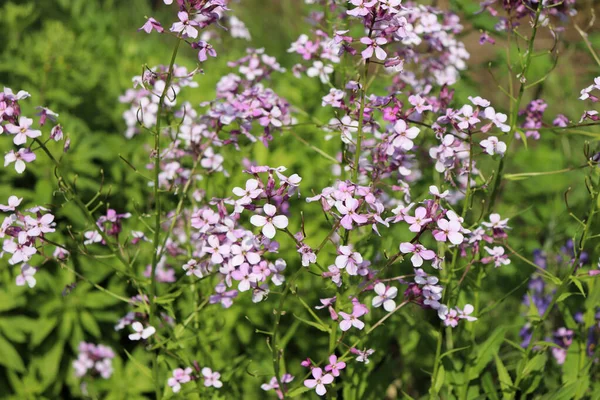 Pink flowers of Hesperis matronalis plant ,common names dames rocket, dames-wort, dames gilliflower, night-scented gilliflower, summer lilac. Dames rocket in the spring, sunny garden. — Stock fotografie