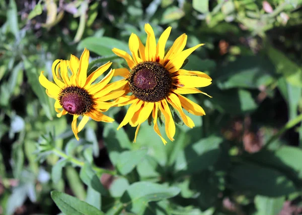 Крупним планом квітучі жовті кофеїни Ехінацея цвіте навесні. Концепція лікарських рослин. Квітковий фон . — стокове фото