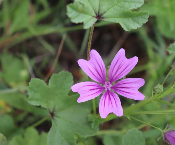 Malva sylvestris,known as common mallow .It is a plant with showy flowers of bright purp and growing freely in meadows, hedgerows and in fallow fields. Medicinal herb. — Stock Photo, Image