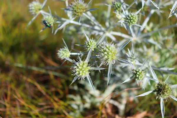 野生では、フィールドeryngoとして知られている恐ろしいEryngium campestreを成長させます。エリンギウム（Eryngium）の一種で、医学的に用いられる。. — ストック写真