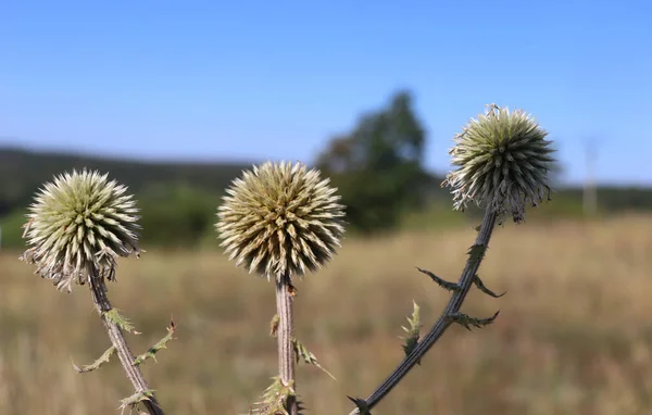 Suché Hlavy Velké Koule Bodají Proti Modré Obloze Echinops Sphaerocephalus — Stock fotografie