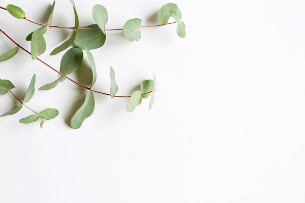 Frame, corner made of green Eucalyptus leaves and branches on white background. Floral composition. Feminine styled stock flat lay image, top view,copy space.