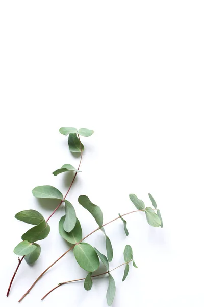 Çerçeve Köşe Yeşil Okaliptüs Yapılan Yaprakları Beyaz Arka Plan Üzerinde — Stok fotoğraf