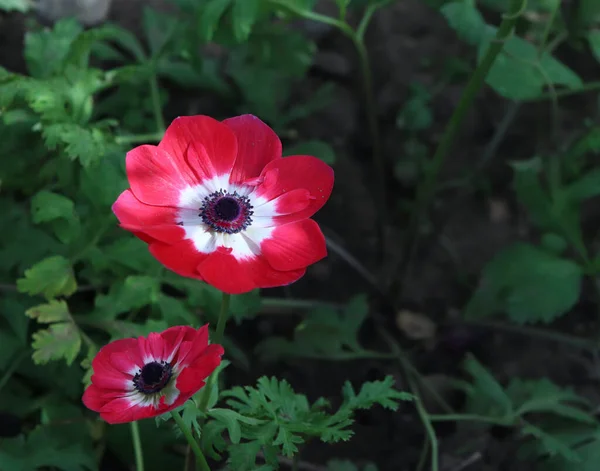 Anemone Coronaria Poppy Anemone Spanish Marigold Windflower Species Flowering Plant — Stock Photo, Image