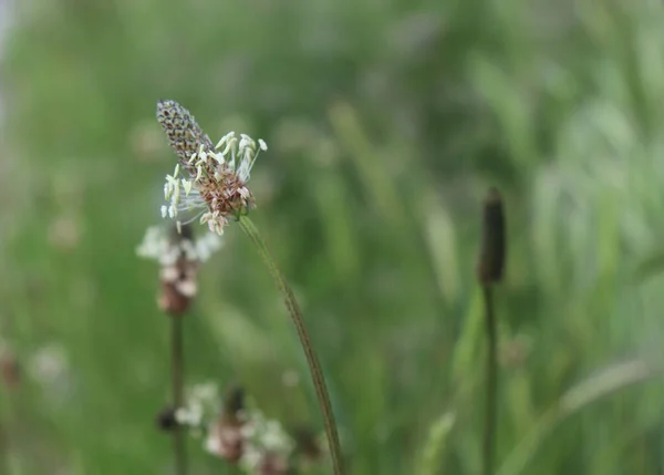 リブヨモギの花頭 プランタゴLanceolata 草の中にいくつかの花序 ヨモギの植物も伝統的な薬用植物です — ストック写真