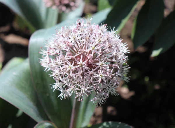 有機庭園でのアリウムカラタヴィエンス観賞用タマネギの花。アリウム・カラタヴィデンス(Allium karataviense)は、草本で球根形成種である。それは幅の広いアーチ型の葉の基部のロゼットを生成します。. — ストック写真
