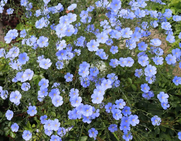 一片蓝色的亚麻花丛在春浅的景深处开花。花卉背景. — 图库照片