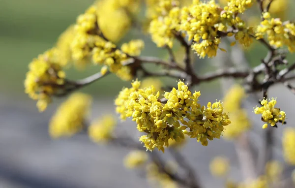 Primavera in erba Cornus è comunemente noto come cornioli. La ciliegia corniola o corniolo europeo è un arbusto con frutti rossi che è anche spesso selvatico. È anche una delle piante medicinali . — Foto Stock