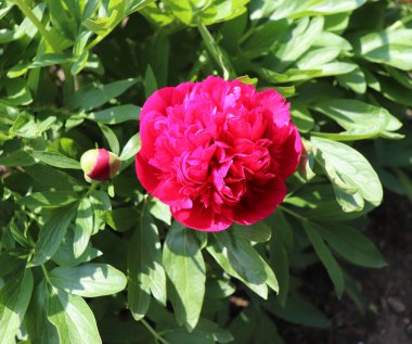 Çiçek açan peeonia officinalis, şakayık ya da bahçe şakayığı, çiçekli bir bitki türüdür. Bu uzun ömürlü bir bitkidir. Paeonia officinalis ilk olarak tıbbi amaçlar için kullanılmıştır..