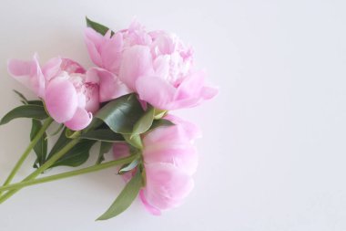 Şakayık Çiçeği bud mesaj tebrik için kopya alanı ile beyaz arka plan üzerinde izole. Bahar çiçekleri. Bahar arka plan. Sevgililer günü ve anneler günü arka plan. Üstten görünüm.