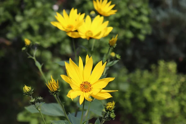 Wächst gelben Helianthus tuberosus Blütenkopf vor seinem natürlichen Laubhintergrund, auch bekannt als: jerusalem Artischocke, Sonnendrossel, Erdapfel und Topinambour. Nahrungsquelle. — Stockfoto