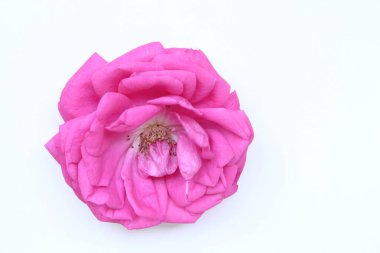 Beyaz tabakta taze pembe gül fotokopi alanı olan bir masaüstü sahnesi. Düz yerde, üst tarafta. Aşk ve aşk kartı konsepti. Metnin için boş boşluk.