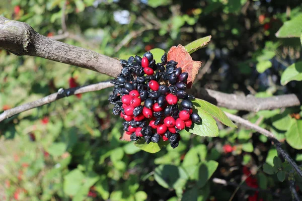 Gros plan de baies de Viburnum lantana sur l'arbre. Est un vert au début, devenant rouge, puis finalement noir. Wayfarer est une espèce d'amphibiens de la famille des Viburnum. . — Photo