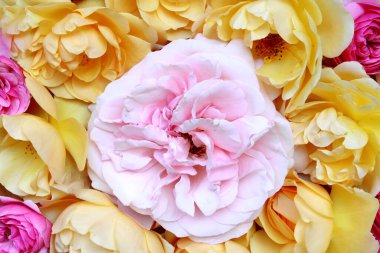 Çeşitli gül kafalar. Beyaz arka planda çeşitli yumuşak güller ve yapraklar serpiştirilmiş. Genel bakış, romantizm ve aşk kartı kavramı..