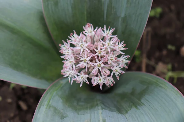 Allium karataviense ornamental onion flower in organic garden. Allium karataviense is an herbaceous, bulb-forming species. It produces a basal rosette of wide, arching leaves.