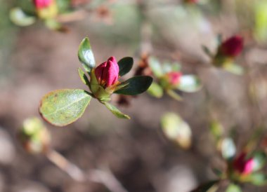 Büyük kırmızı açelya ya da organik bir bahçede Rhododendron. Açelyaların çiçek açtığı mevsim. Azaleas, Rhododendron cinsinde gölgeye dayanıklı çiçekli çalılıklardır. Bulanık arkaplan.