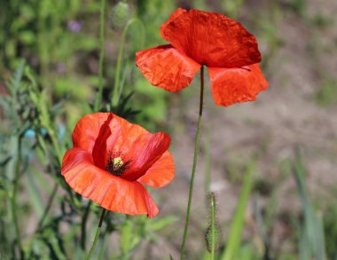 Kırmızı gelincik çiçeği sığ bir tarla derinliği ve yumuşak kremalı arka plan üretir. Diğer isimler Papaver rhoeas, yaygın haşhaş, mısır haşhaşı, mısır gülü, bu haşhaş bir tarım otudur..