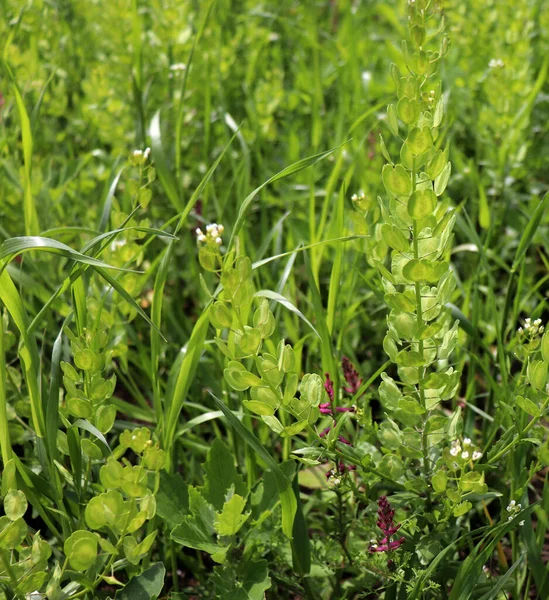 Campo Pennycress Thlaspi Arvense Una Planta Comestible Utilizada Ensaladas Sus — Foto de Stock