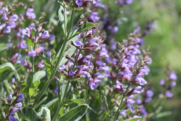 Feche Bela Flor Azul Salvia Florescendo Jardim Livre Com Fundo — Fotografia de Stock