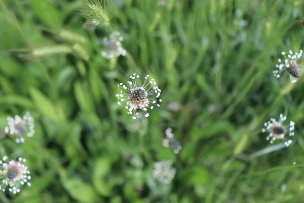 リブヨモギの花頭 プランタゴLanceolata 草の中にいくつかの花序 ヨモギの植物も伝統的な薬用植物です — ストック写真