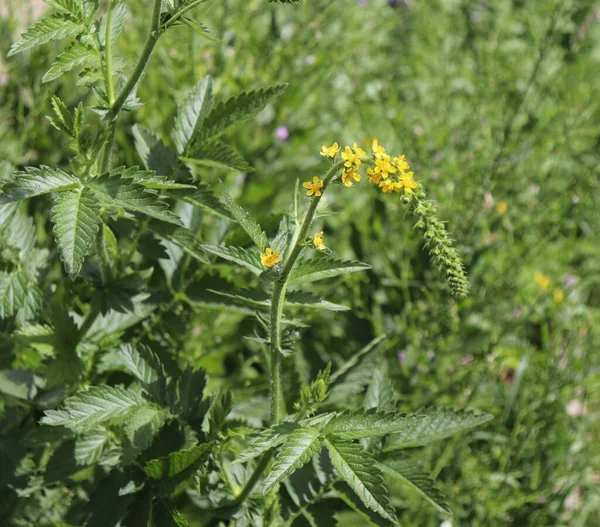 Yellow Flowers Agrimonia Eupatoria Blossoming Field Medicinal Plant — Stock Photo, Image