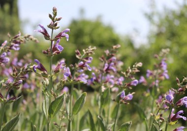 Açık bahçede açan güzel mavi Salvia çiçeğini kapatın. Arka planda bulanıklık var. Mor Salvia, naneli bitki familyasından bir bitki bitkisidir. Botanik, doğal, bitki ve çiçek kavramı..