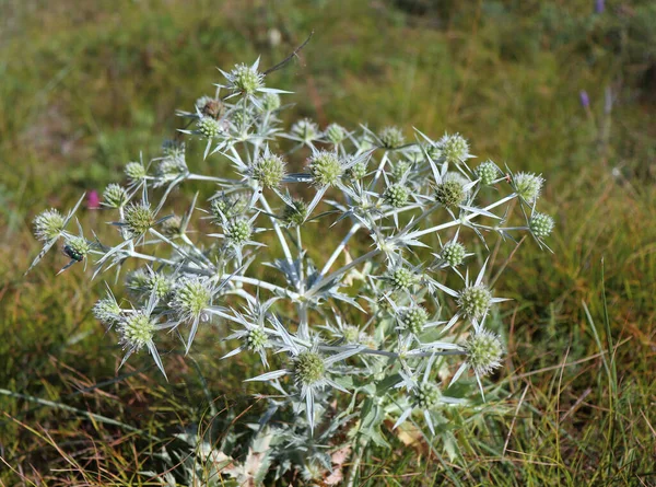 Het Wild Groeit Een Distel Eryngium Campestre Bekend Als Veld — Stockfoto