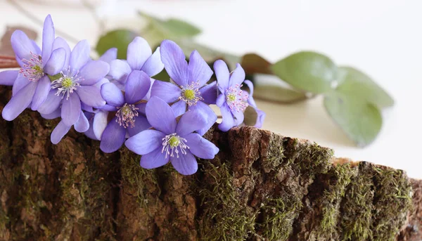 一个美丽的春天花束 利沃思 赫菲斯提卡白花 简约主义 美丽的春天野花 — 图库照片