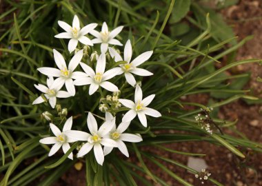 Ornithogalum Yıldızı, Beytüllahim Yıldızı, Ornithogalum umbellatum, Ornithogalum Bahçede yetişiyor.