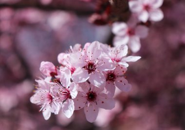Narin bahar çiçeğinin yakın plan görüntüsü, erik ağacının pembe çiçeği, küçük dalda siyah kiraz eriği, çiçek, yapraklar, sıcak renkler, bulanık arkaplan, kopyalama alanı. Bahar mevsimi, doğa konsepti.