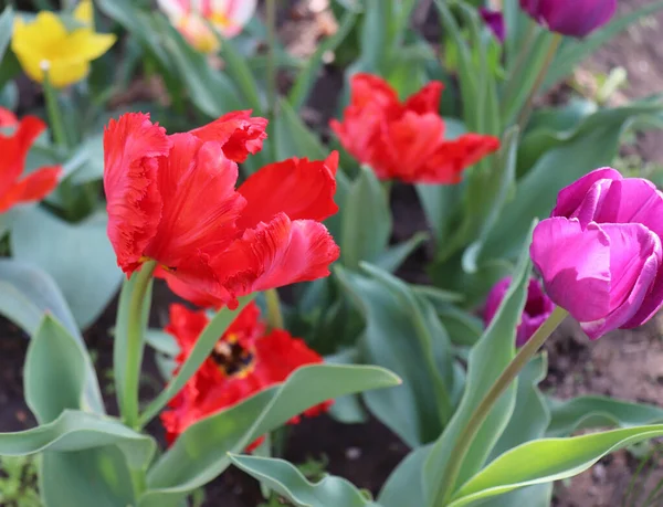 Tulpen Garten Blühende Tulpen Passen Gut Zum Grünen Hintergrund Frühling — Stockfoto