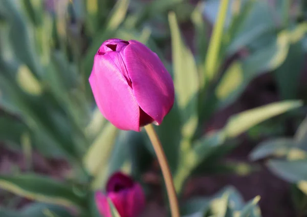 Una Macro Toma Tulipán Rosado Flor Está Funcionando Perfectamente Con —  Fotos de Stock