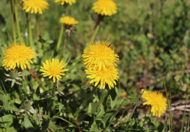 Güzel, sarı, çiçek açan karahindibaların yakın plan görüntüsü, Taraxacum officinale. Bir karahindiba sarı çiçeğiyle iyi tanınır. Şifalı bir bitkidir..