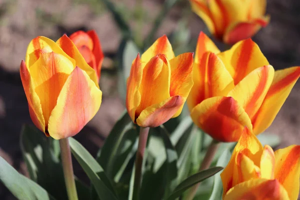 Tulpen Garten Blühende Tulpen Passen Gut Zum Grünen Hintergrund Frühling — Stockfoto