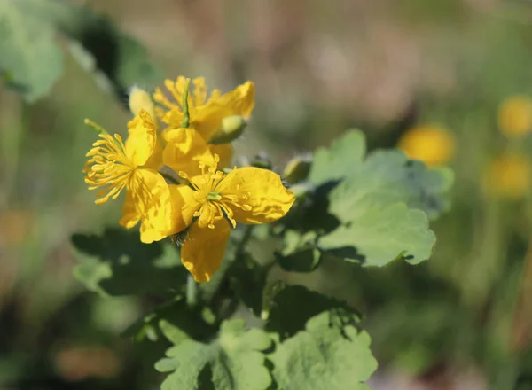 Célandine Aux Fleurs Jaunes Aux Feuilles Vertes Dans Forêt Chelidonium — Photo