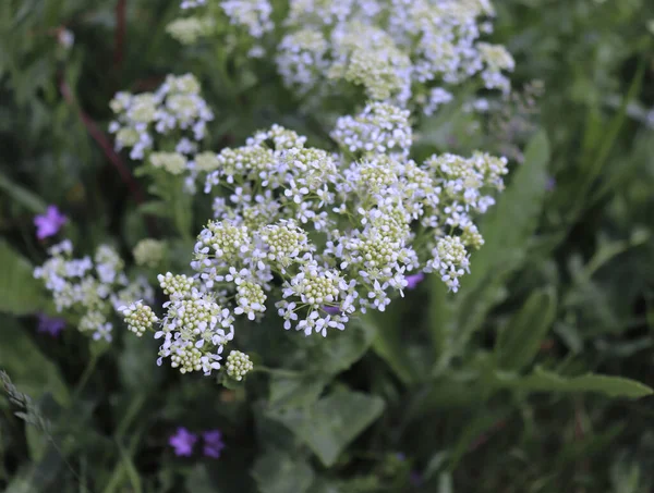 Lepidium Draba Beyaz Ağarmış Tere Organik Bahçedeki Thanet Teresi Whitetop — Stok fotoğraf