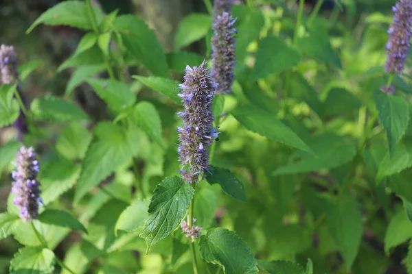 Agastache Rugosa Gyógynövény Dísznövény Ezek Közismert Nevén Koreai Menta Gyógynövények — Stock Fotó