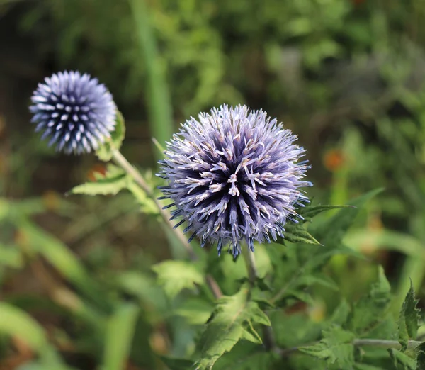 The Globe Thistle, Veitchs Blue, Echinops ritro no jardim no verão. Cardo azul flower.Medicinal planta . — Fotografia de Stock