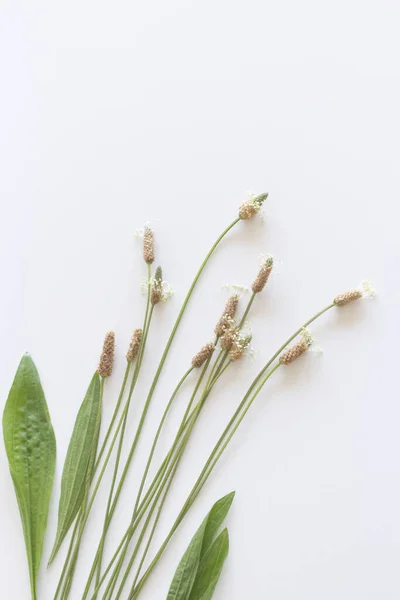 Blooming Ribwort Plantain, Plantago lanceolata narrow-leaf plantain, ribleaf herb isolated on a white background. Ribwort Plantain is a natural herbal remedy for cough and respiratory tract problems. — Stock Photo, Image