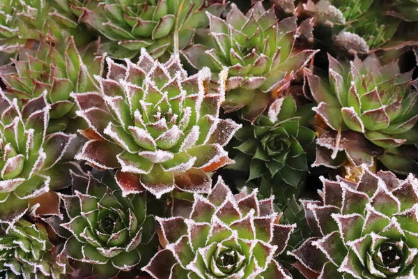 Succulent plant on a natural background outdoors.Succulent Plant Blooming. Gardening plant. Close up photo.