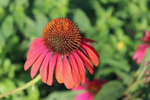 Echinacea purpurea růžový jehličnatý květ kvete na jaře. Oříznutí bylin. Koncept léčivých rostlin. Květinové pozadí. — Stock fotografie