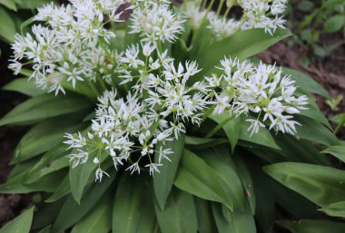Baharda Allium ursinum yaprakları ve çiçekleri. Ayı sarımsağının harika iyileştirme yetenekleri vardır ve sindirimi, beslenme düzenini ve sağlıklı besin konseptini destekleyen çok değerli maddeler ve C vitamini içerir..