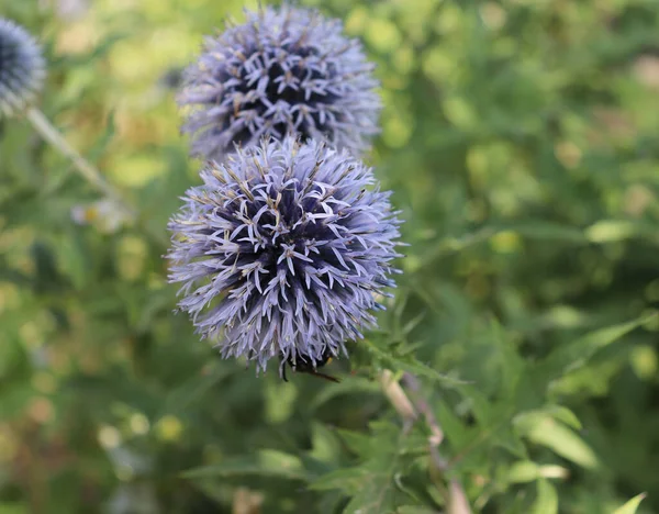 An excellent globe thistle, a beautiful wildflower grow in a summer garden, traditional garden plant, selective focus. Medicinal plant. — Stock Photo, Image