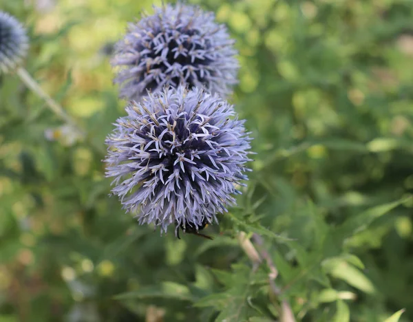 Um excelente cardo globo, uma bela flor silvestre crescer em um jardim de verão, planta de jardim tradicional, foco seletivo. Planta medicinal . — Fotografia de Stock