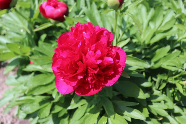 花牡丹（Blossom Flower Paeonia Officinalis），一种常见的牡丹或花园牡丹，是一种开花植物。巴伐利亚最初被用作医疗用途，然后成长为一种观赏植物. — 图库照片