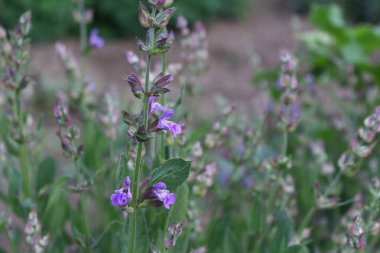 Açık bahçede açan güzel mavi Salvia çiçeğini kapatın. Arka planda bulanıklık var. Mor Salvia, naneli bitki familyasından bir bitki bitkisidir. Botanik, doğal, bitki ve çiçek kavramı..